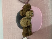 35 günlük toy poodle