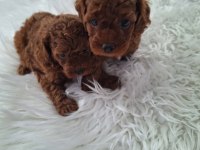 Minik poodle yavrularımız