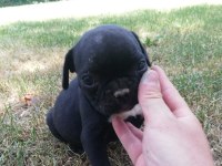 ırk harikası küt burun french bulldog