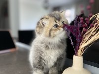 British longhair 2 aylık dişi