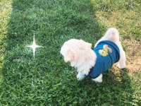 2 aylık yavru maltipoo