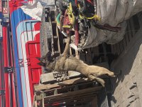 Belçika kurdu malinois 1,5 yaşında