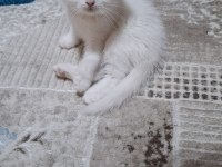 Kedimiz için mesaj atın