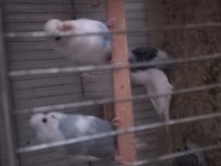 Muhabbet Kuşu Hazır Takım Yumurtalı
