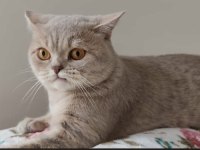 Erkek 14 aylık kedimize eş arıyoruz british shorthair
