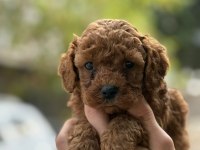 Tatlı toy poodle bebeklerim