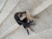 Tahminen 1 aylık yavru kedimiz yuva arıyoruz