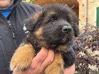 ALMAN ÇOBAN KÖPEĞİ YAVRULARI 