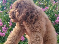3 aylık dişi toy poodle