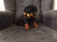 2 aylık dişi rottweiler mükemmel anatomi bayram öncesi ACİL