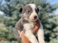 Petmode köpek çiftliğinden border collie yavrular