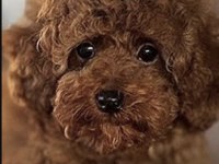 Toy Poddle Köpeklerimiz İçin Ulaşın