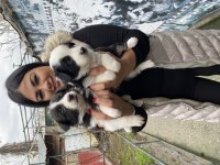 Zeka küpü border collie yavrularım