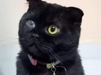 Ücretsiz scottish fold sahiplendirme
