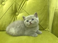BRİTİSH SHORTHAİR LİLAC DİŞİ