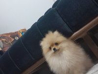 Pamuk pomeranian oğlumuzu sahiplendiriyoruz