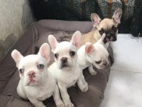 Sahibinden Sağlıklı French Bulldog Yavruları