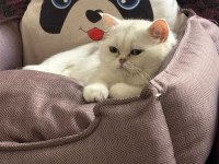 British shorthair erkek 1 yaşında