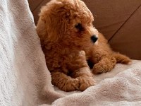 Erkek Toy Poodle