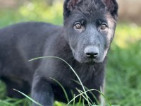 Showline Longhair German Shepherd