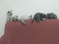 Yeni Yuvalarını Arayan Scottish Fold Yavrular