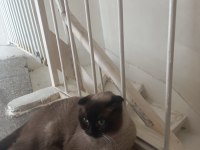 Scottish fold beyaz gri