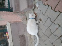 Ücretsiz ankara kedisi acil yuva