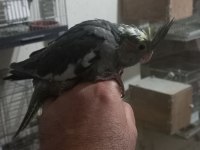 SAĞLIKLI ISIRMA HUYU OLMAYAN BEBEK SULTANLAR