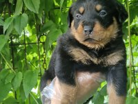 Big rottweiler yavrular