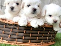 Maltese Terrier Xs Sıfır Numara Ev Doğumlu