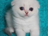Scottish Fold Yavrularımız Evinizin Neşesi Olacaktır