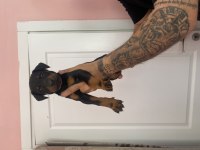 SAFKAN DOBERMAN YAVRULARI