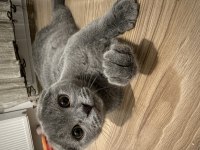 Scottish fold dişi ve erkek kediler