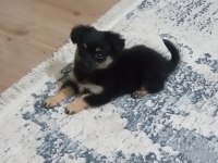 Annesi 0 no pekinez babası 1 no pinscher