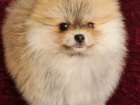 Show kalite pomeranian boo köpeği