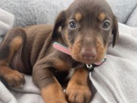 Üst Kalite Doberman Yavrular
