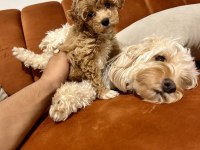 A Kalite Maltipoo Bebekler