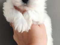 Minimal Terrier Kızlar