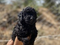 Siyah kırmızı erkek ve dişi poodle yavrularımız
