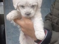 Maltese yavrular 0 numara