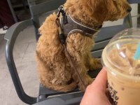 4 aylık poodle