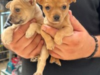 Minyatür pinscher yavrusu 45 günlük