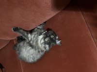 Yavru Kedimiz British Longhair