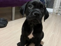 3 aylık cane corsa yeterince süt almış