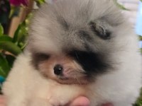Mavi merle beyaz erkek pomeranian yavrusu