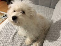 Sahiplendirilecek köpeğimiz