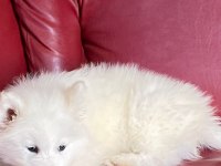 Harika samoyed bebeklerim