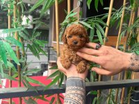 ORJİNAL IRK VE SAĞLIK GARANTİLİ POODLE YAVRULAR