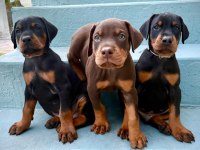 Türkiyenin En Güvenilir Çiftliğinden Doberman