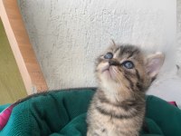 2 aylık British Shorthair